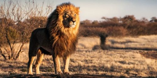 why-content-is-king-social-image